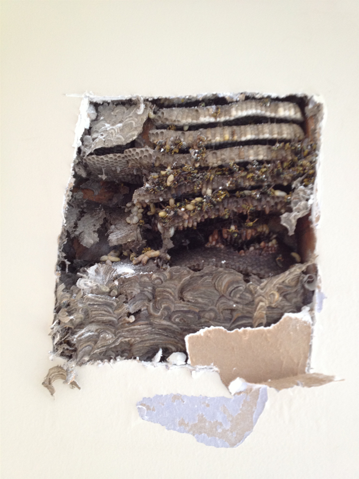 Eco Serve Pest Services | 3573 N Buffalo St, Orchard Park, NY 14127, USA | Phone: (716) 536-5806