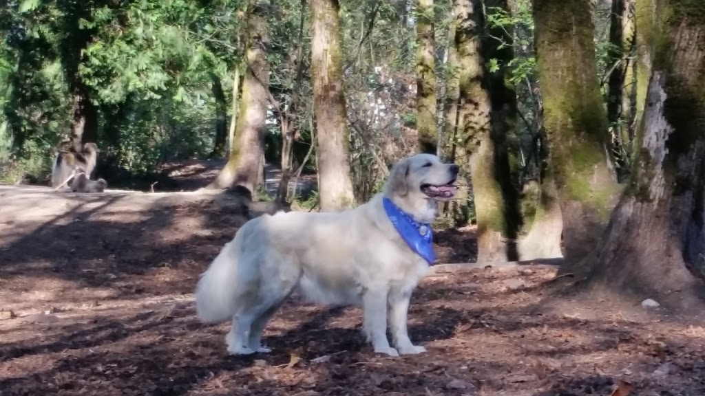 Shaughnessy Park Dog Off-leash Area | Shaughnessy St, Port Coquitlam, BC V3B 4L6, Canada | Phone: (604) 927-5496