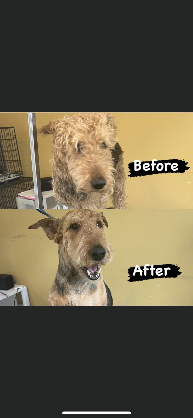 Canine Cabana Pet Grooming | 5781 Hwy3, Tusket, NS B0W 3M0, Canada | Phone: (902) 307-1649