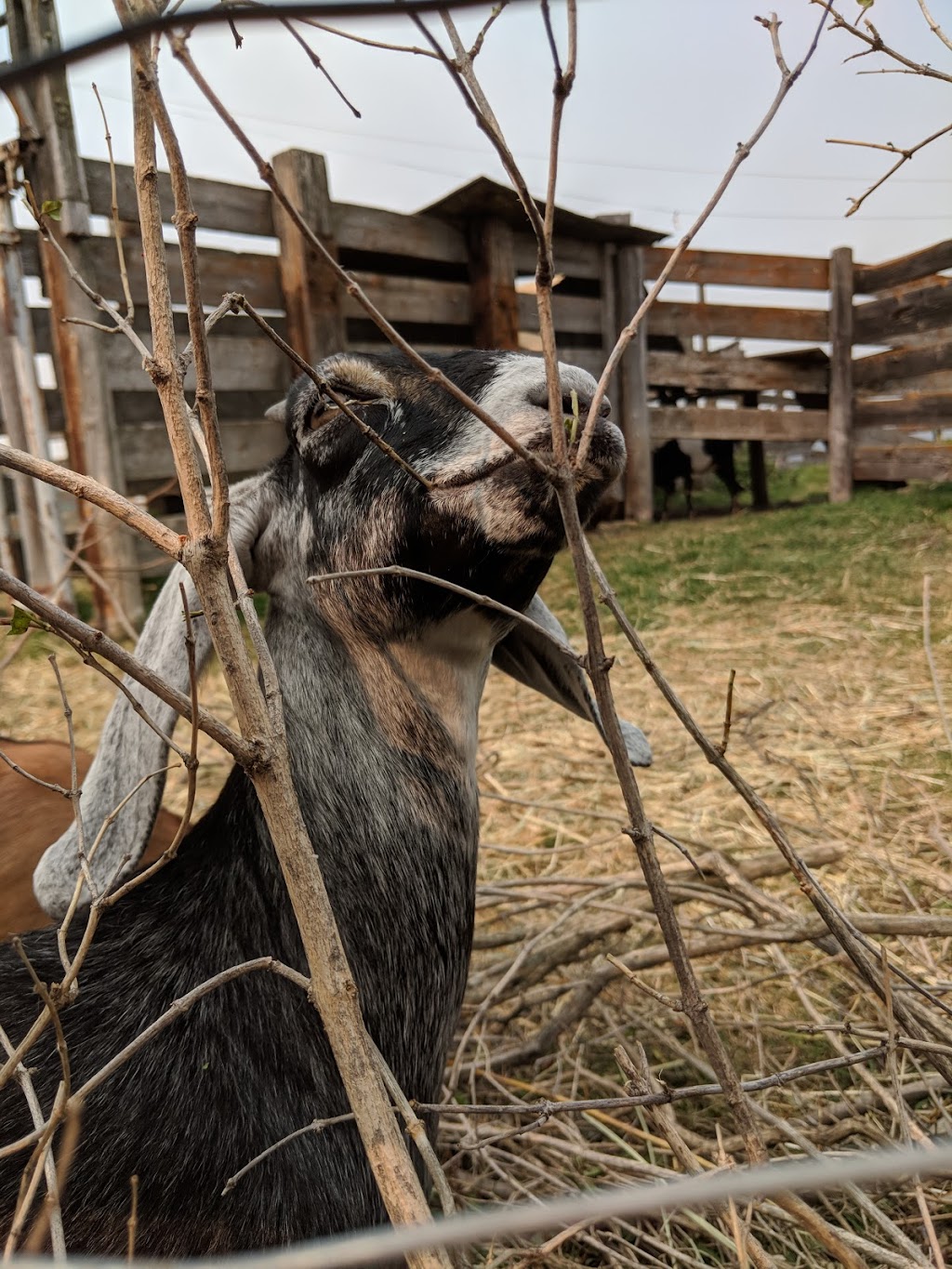 Ellis Bird Farm Tea House | Prentiss Road, AB T0C 0Y0, Canada | Phone: (403) 885-4477