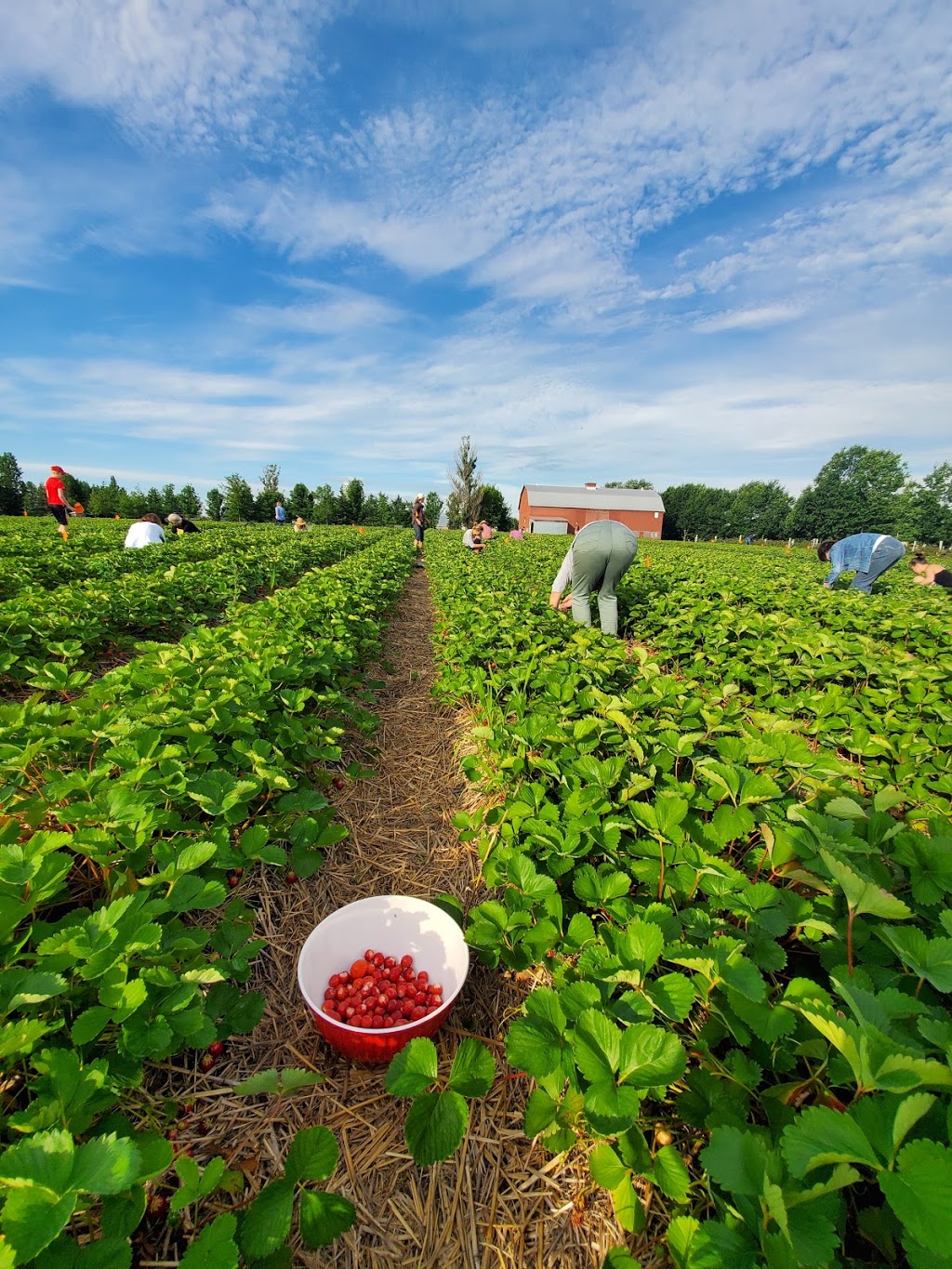 Fraisière Nadeau | 294 Rue de lÉglise, Saint-François-Xavier-de-Brompton, QC J0B 2V0, Canada | Phone: (819) 845-2790