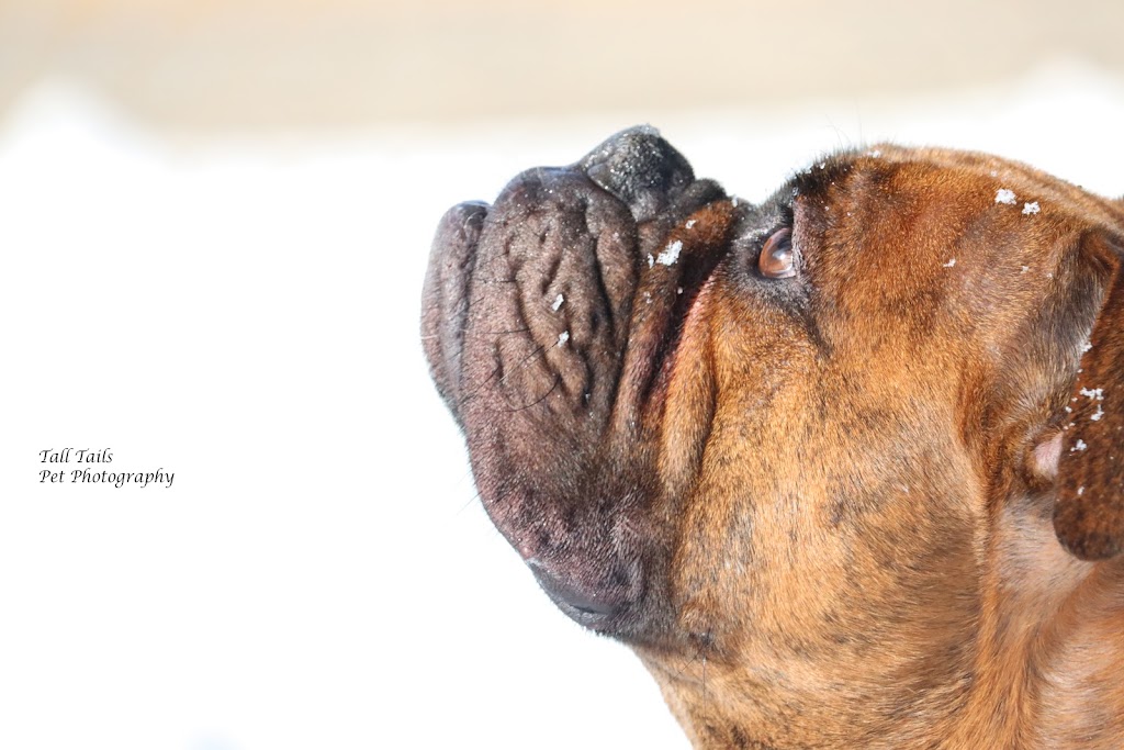 Tall Tails Pet Photography | 107 High St, Sutton, ON L0E 1R0, Canada | Phone: (905) 960-1907