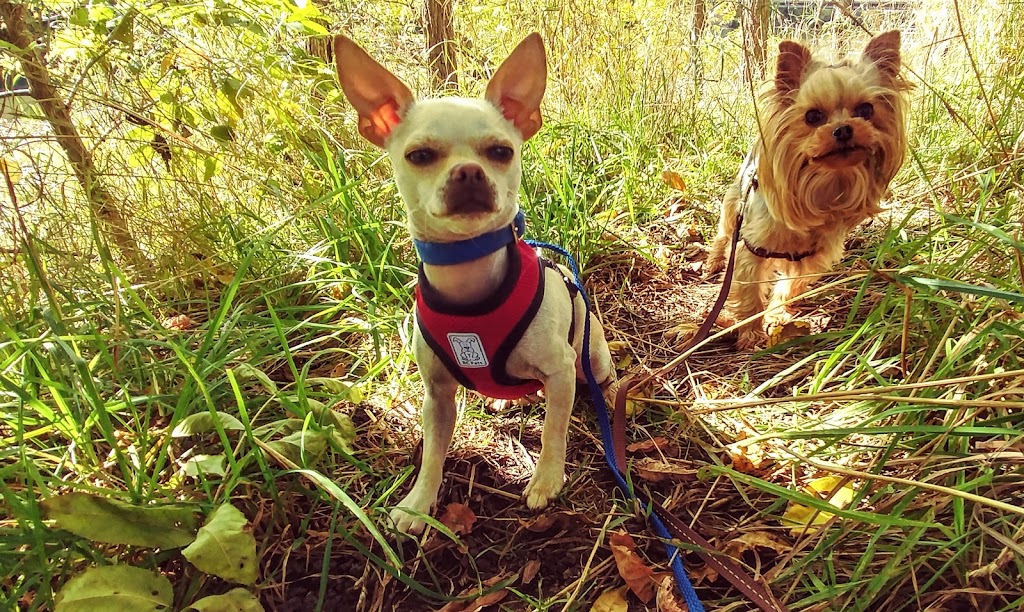 Elora Doggy Daycare | 11 E Mill St, Elora, ON N0B 1S0, Canada | Phone: (519) 215-7717