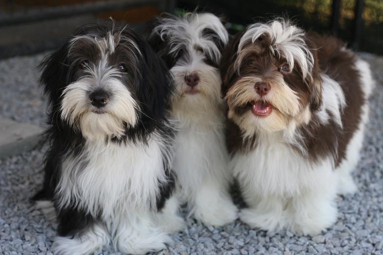 Moors Havanese | B24525, Side Rd 17, Beaverton, ON L0K 1A0, Canada | Phone: (705) 426-1517
