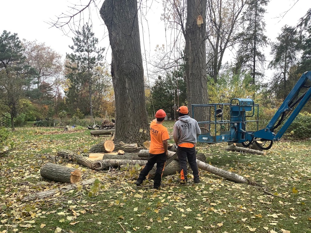 Foley Tree Service | 212 Sagers Corners Rd, Stirling, ON K0K 3E0, Canada | Phone: (613) 902-7464