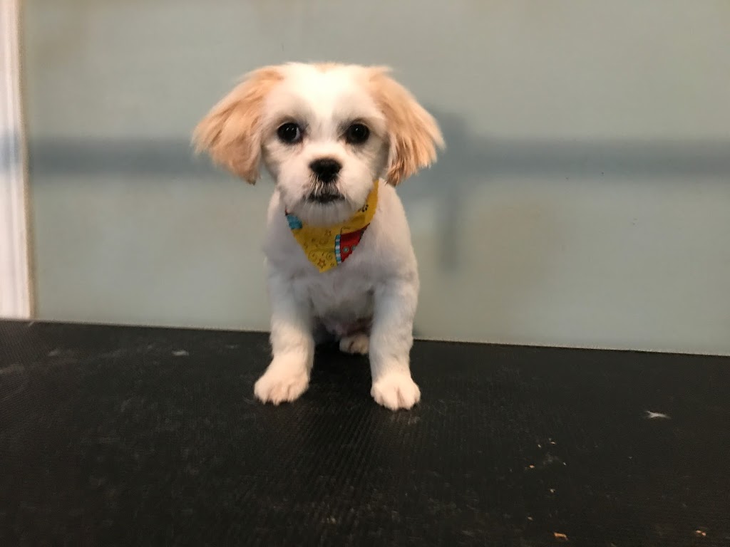 Purrfect Paws N Tails Pet Grooming | 3 Sunrise Ave, Salisbury, NB E4J 2S3, Canada | Phone: (506) 961-1285