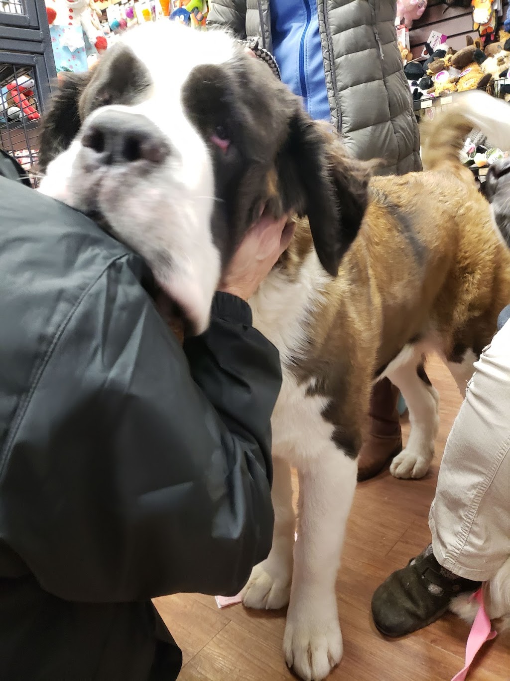 Pet Valu | 216 Goderich St, Port Elgin, ON N0H 2C1, Canada | Phone: (519) 389-4240