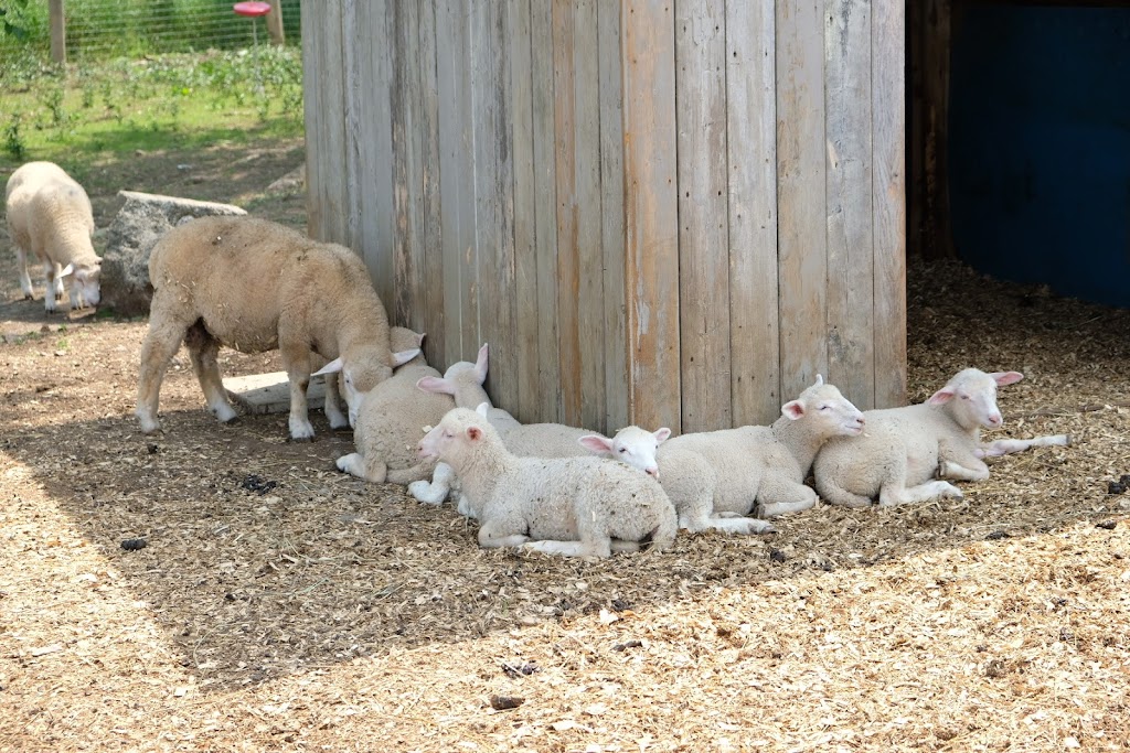 Cape Vineyards | 4203 County Rd 8 RR#4, Picton, ON K0K 2T0, Canada | Phone: (613) 476-7770