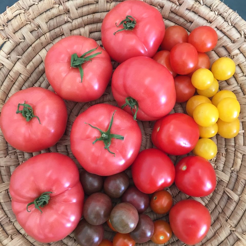 Les Jardins du Canton Ltée | 1323 QC-235, Bedford, QC J0J 1A0, Canada | Phone: (450) 248-0311