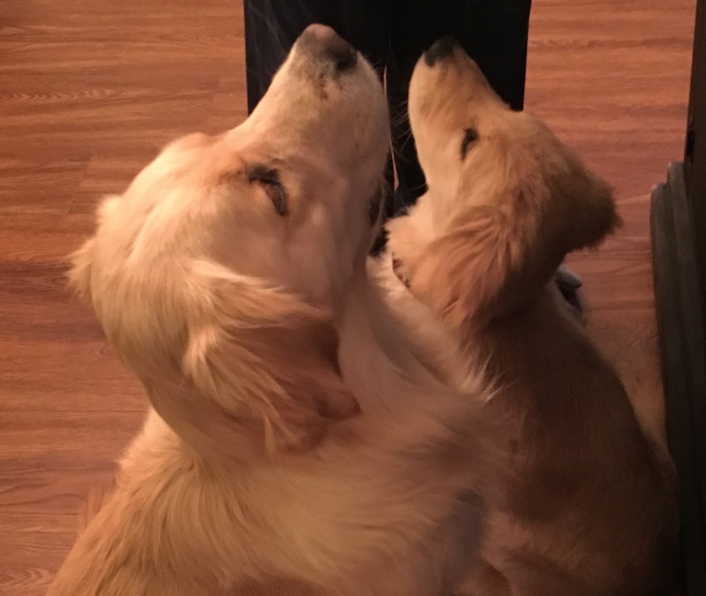 On Golden Paws-Puppy and Dog Training, Puppy Imprinting Service | Varna, ON N0M 2R0, Canada | Phone: (519) 233-3647
