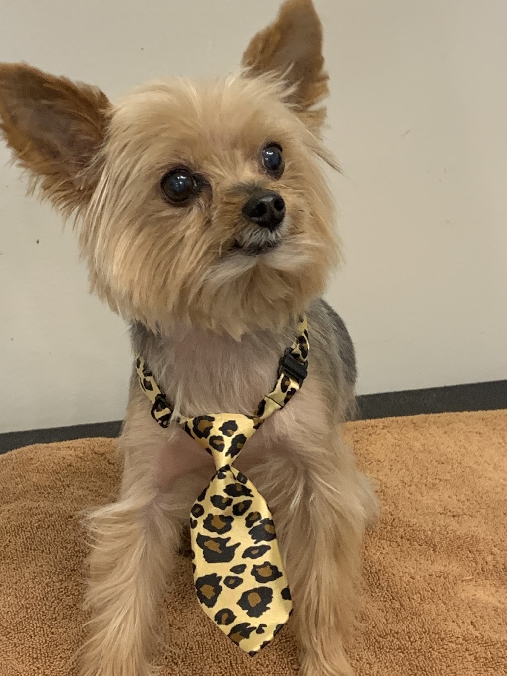 Beach Paws Dog Grooming | 5784 Bradbury Rd, Nanaimo, BC V9T 6R2, Canada | Phone: (250) 327-4882