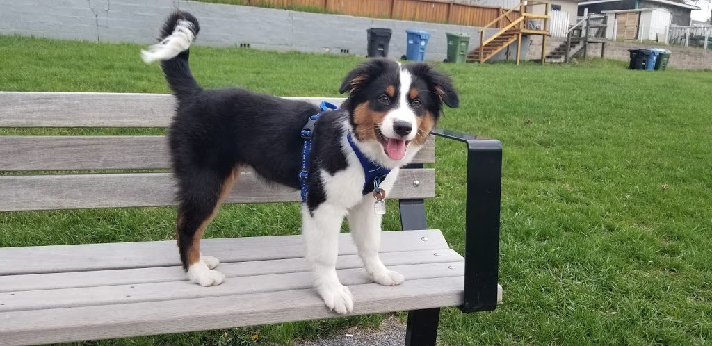 Fairview Off Leash Dog Area | 7532-7800 Flint Rd SE, Calgary, AB T2H 1G3, Canada | Phone: (403) 268-5861