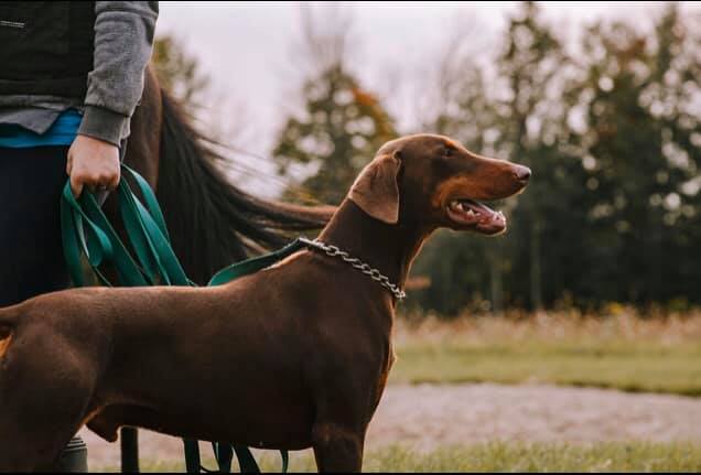 Aisling Farms | 202045, ON-21, Owen Sound, ON N4K 5N7, Canada | Phone: (519) 377-7031