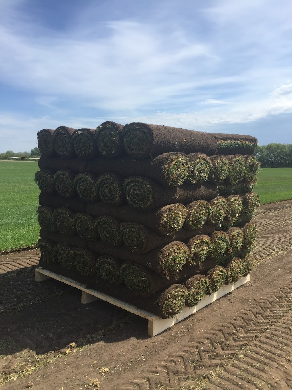 Shellview Sod Farms Ltd | Box 94, Shellbrook, SK S0J 2E0, Canada | Phone: (866) 399-3935