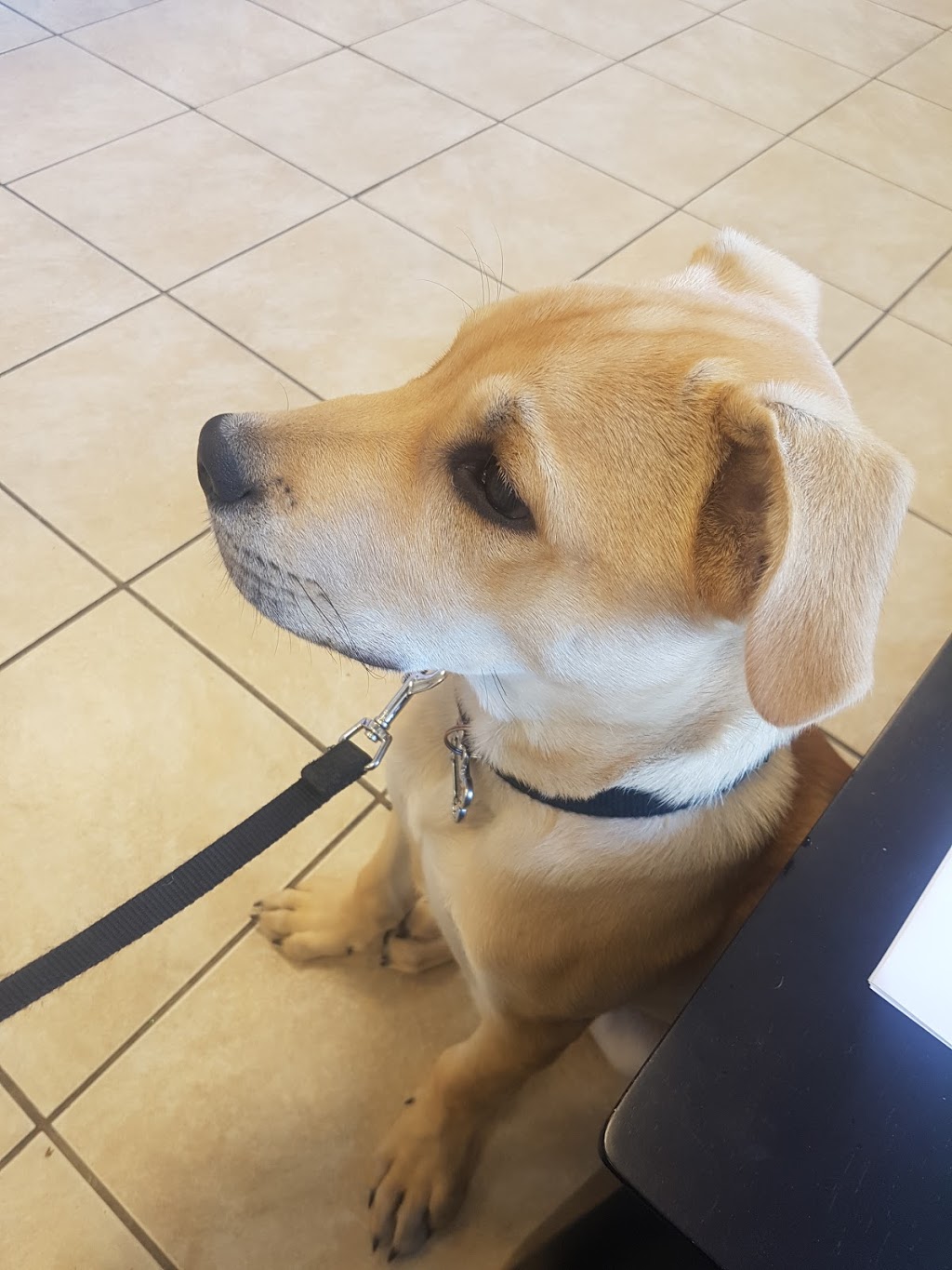 Mcleod Road Animal Clinic | 7000 McLeod Rd, Niagara Falls, ON L2G 7K3, Canada | Phone: (905) 371-8200