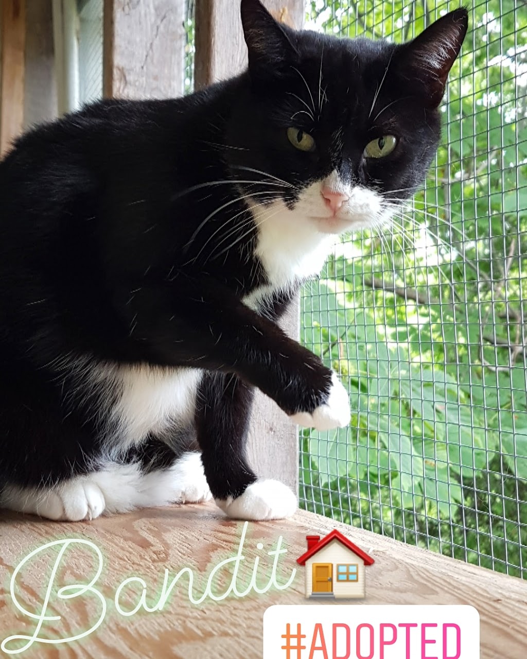 Blue Mountains Animal Shelter | 131 King St W, Thornbury, ON N0H 2P0, Canada | Phone: (519) 599-5289