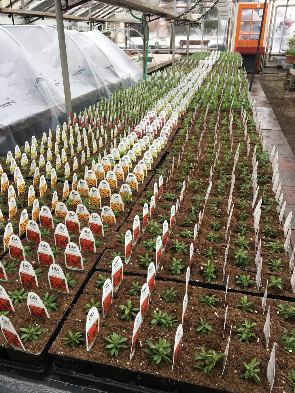 Sebringville Garden Centre | 137 Huron Rd, Stratford, ON N5A 6S6, Canada | Phone: (519) 393-6131