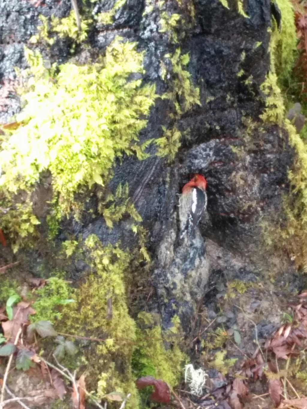 River Rock Cottage Rental | 9030 Meades Creek Rd, Honeymoon Bay, BC V0R 1Y0, Canada | Phone: (250) 749-3370