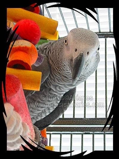 Canadian Parrot | Box 73, Site 15, RR1, Strathmore, AB T1P 1J6, Canada | Phone: (587) 333-5337