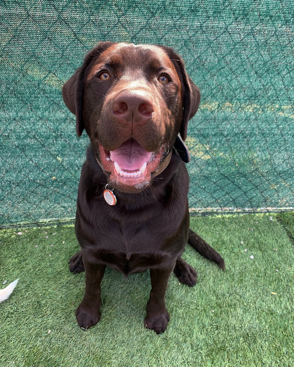 Taylored Canines | 101 Beverley St e, Guelph, ON N1E 3C3, Canada | Phone: (519) 767-0770