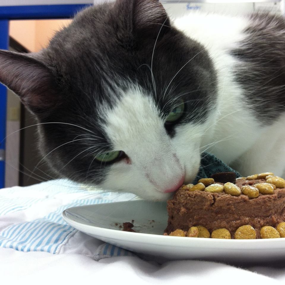 Prince Of Wales Animal Hospital | 888 Meadowlands Dr E, Ottawa, ON K2C 3R2, Canada | Phone: (613) 226-3200