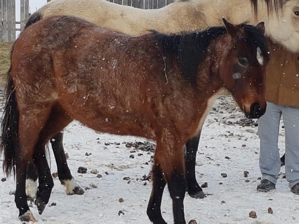Flying k livestock | Box 129, Loreburn, SK S0H 2S0, Canada | Phone: (306) 229-1846
