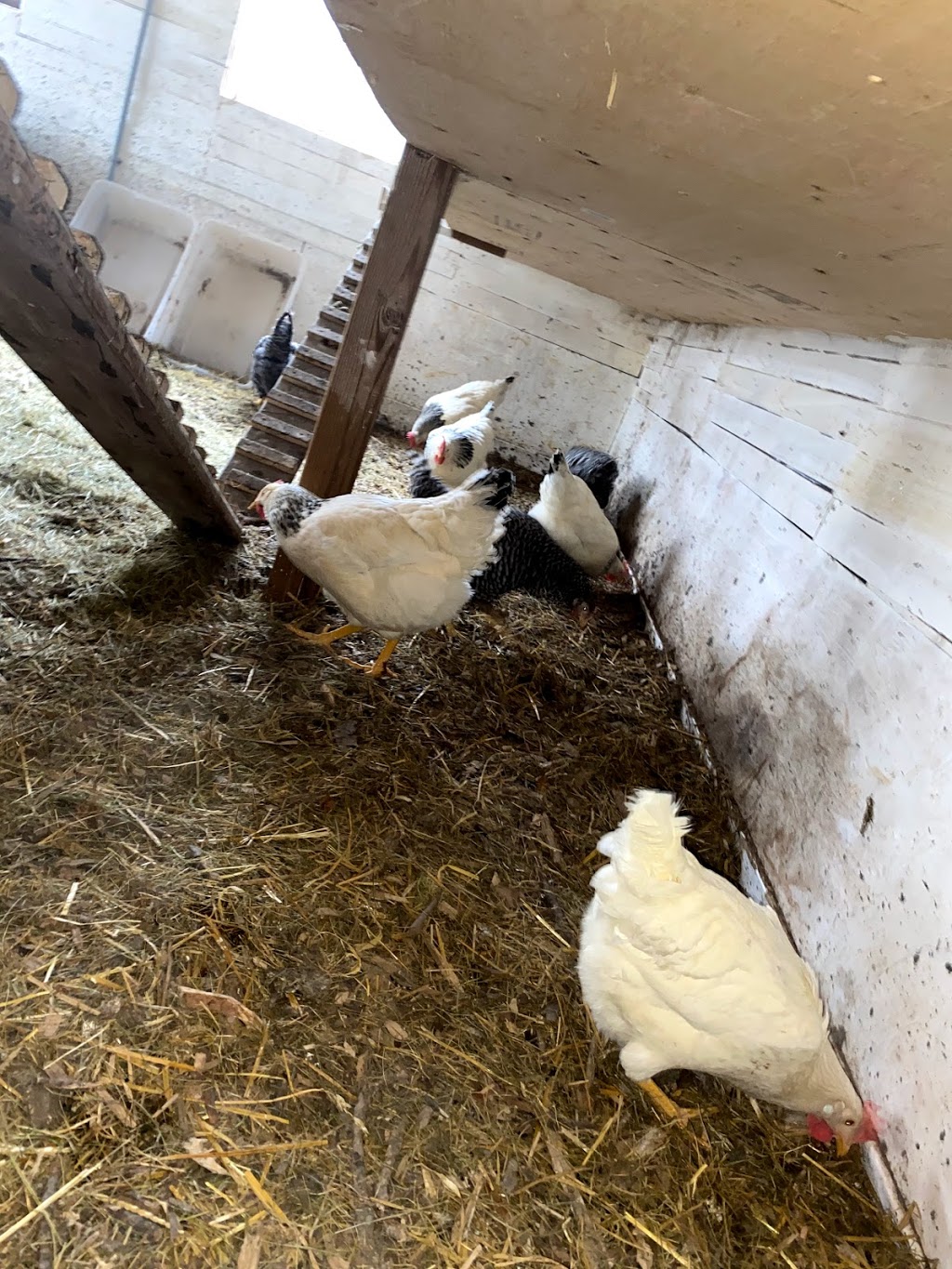 Happy Farm Milton | 4316 Derry Rd, Burlington, ON L7M 0R5, Canada | Phone: (647) 868-1906