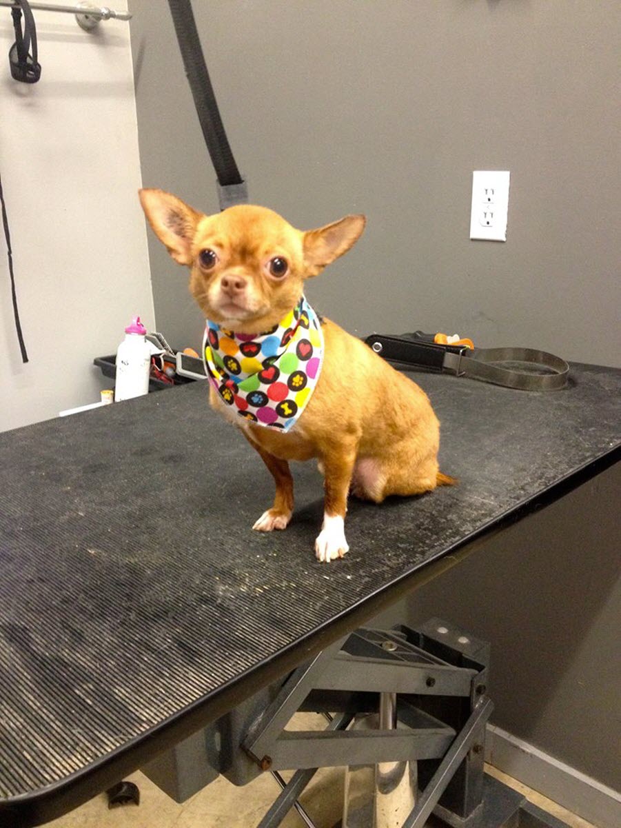 The Tortoise & The Hairless Pet Services | 34519 Lougheed Hwy #7, Mission, BC V2V 6N7, Canada | Phone: (604) 703-3248