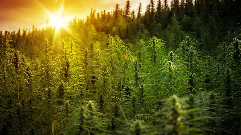 CBD Oil for Health | 26 Kincora St NW, Calgary, AB T3R 0N4, Canada | Phone: (403) 462-6624