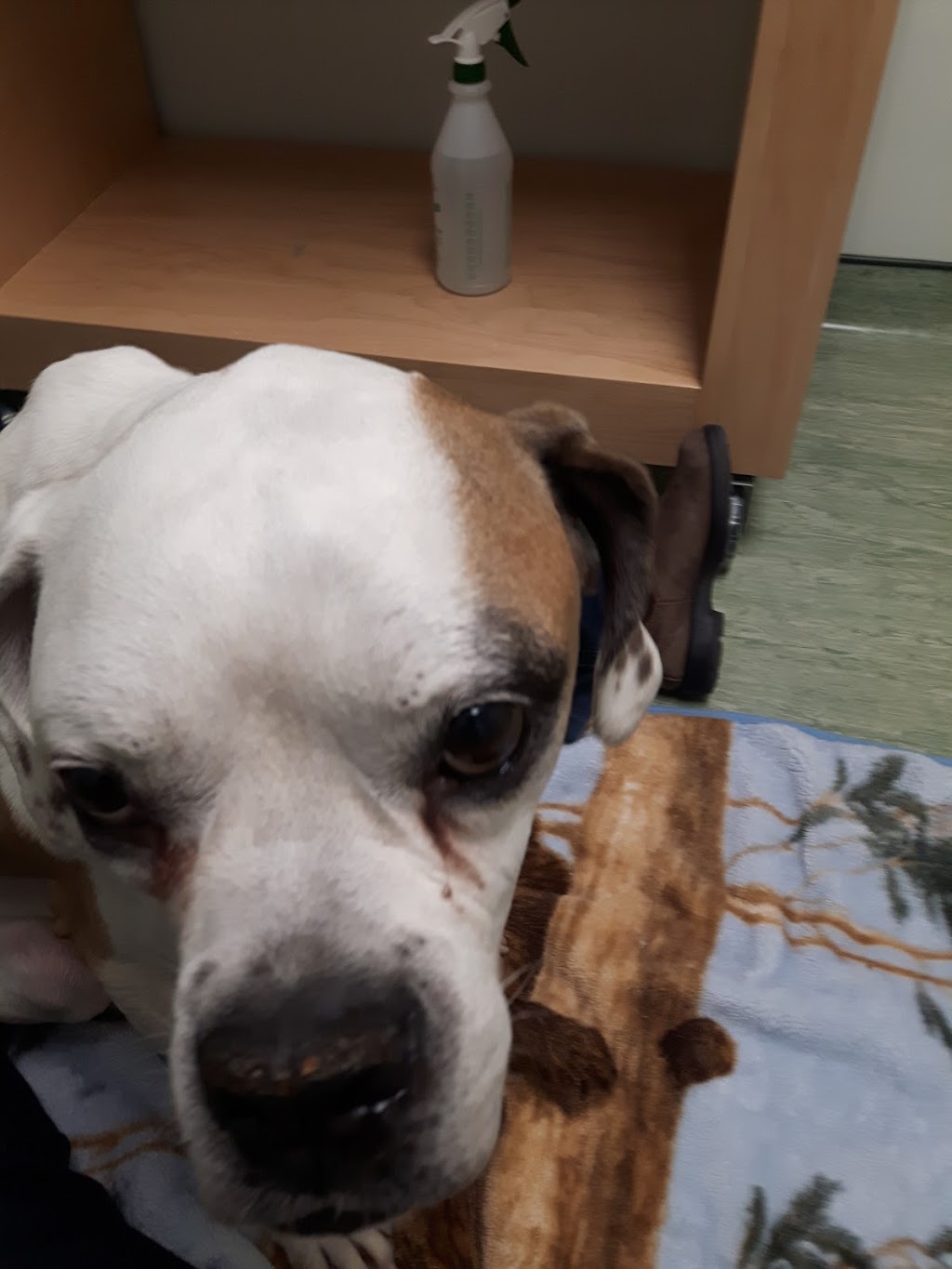 Weste Animal Hospital | 2910 Lawrencetown Rd, Lawrencetown, NS B2Z 1L4, Canada | Phone: (902) 434-8379