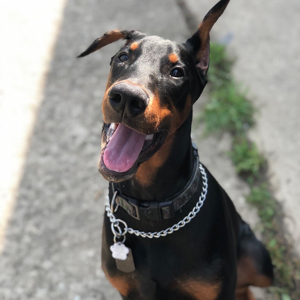 Doggie Stay n Play | 3936 Old Beverly Rd, Cambridge, ON N1R 5S7, Canada | Phone: (519) 503-9936
