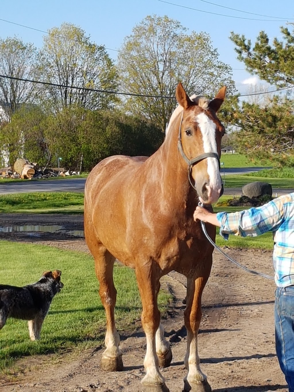 Mack Horse Sales | 220 Third Concession Rd, Greater Napanee, ON K7R 3K7, Canada | Phone: (613) 328-6087