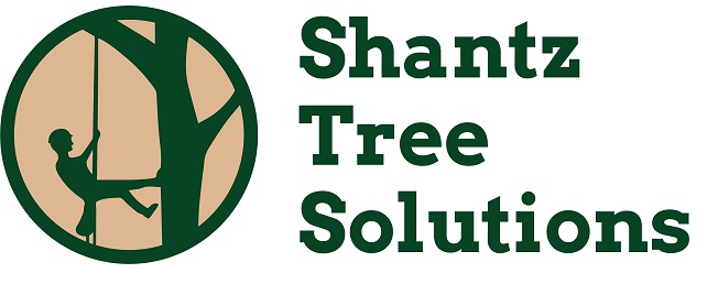 Shantz Tree Solutions | Oxford Waterloo Rd, New Dundee, ON N0B 2E0, Canada | Phone: (519) 588-5958