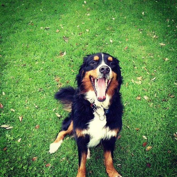 Goldenbreez Kennels | 5790 Wellington County Road 4, Palmerston, ON N0G 2P0, Canada | Phone: (519) 343-3013