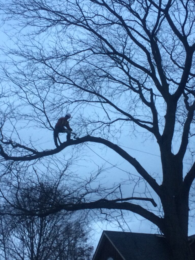 GTA Tree Removal | 119 Kirkvalley Crescent, Aurora, ON L4G 7R1, Canada | Phone: (647) 641-6881