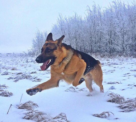Fido & Felix Foods | Call for directions or arrange delivery, Craven, SK S0G 0W0, Canada | Phone: (306) 536-9757