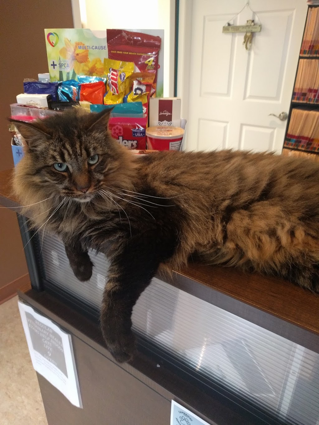 Cambridge Cat Hospital | 34 Blair Rd, Cambridge, ON N1S 2H9, Canada | Phone: (519) 624-2287