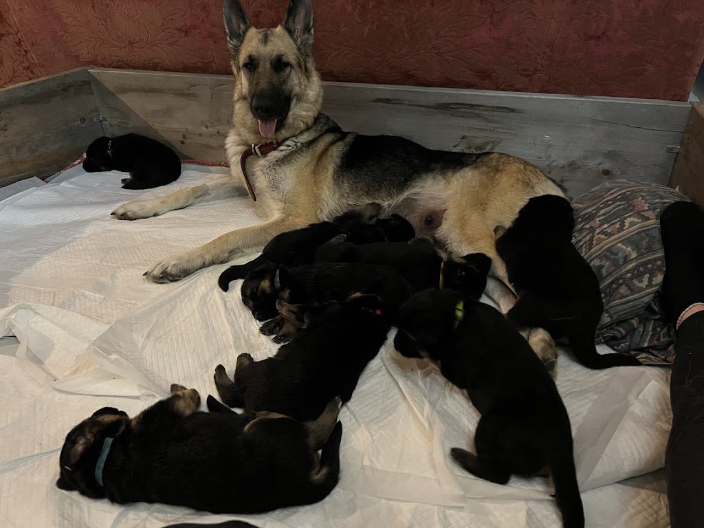 Caledon German Shepherds | 17321 The Gore Rd, Caledon East, ON L7E 0X6, Canada | Phone: (705) 927-3619