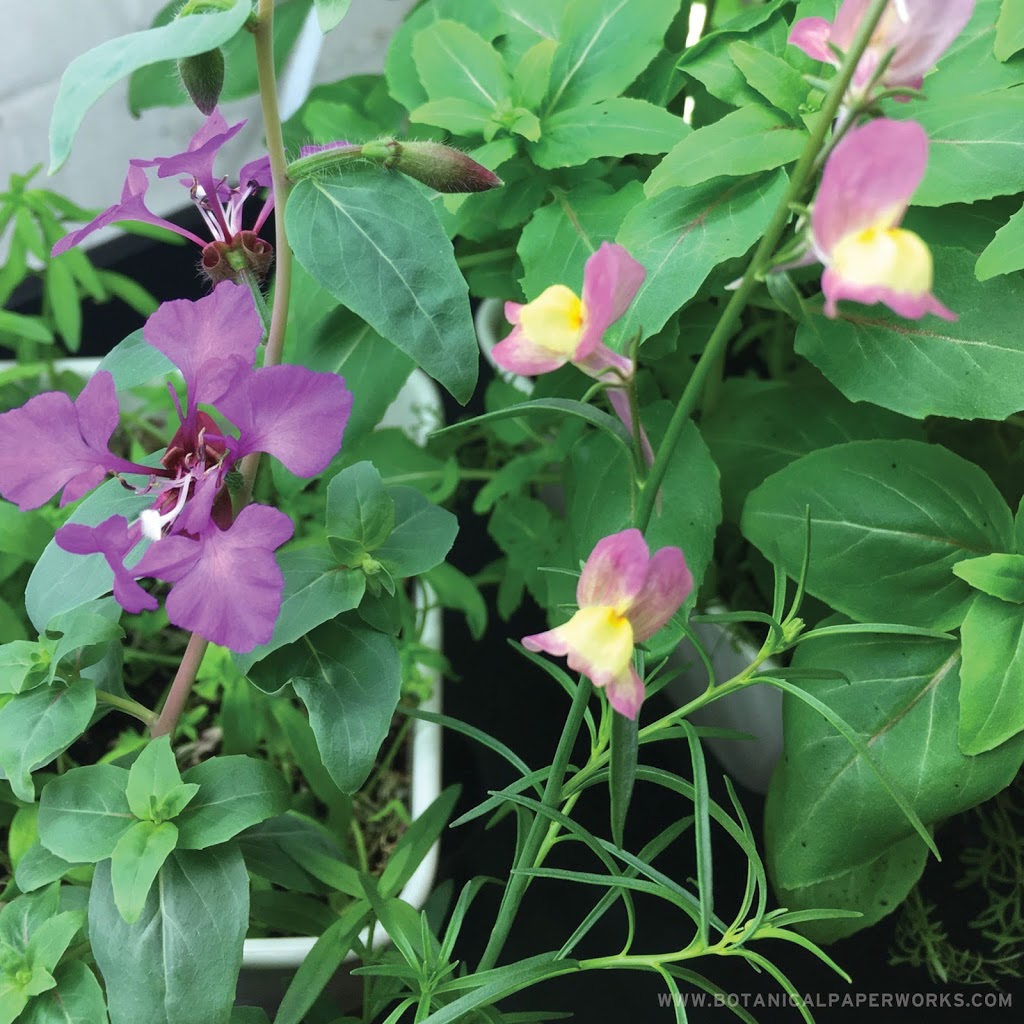 Botanical PaperWorks | 111 Pacific Ave, Winnipeg, MB R3B 0M1, Canada | Phone: (877) 956-7393
