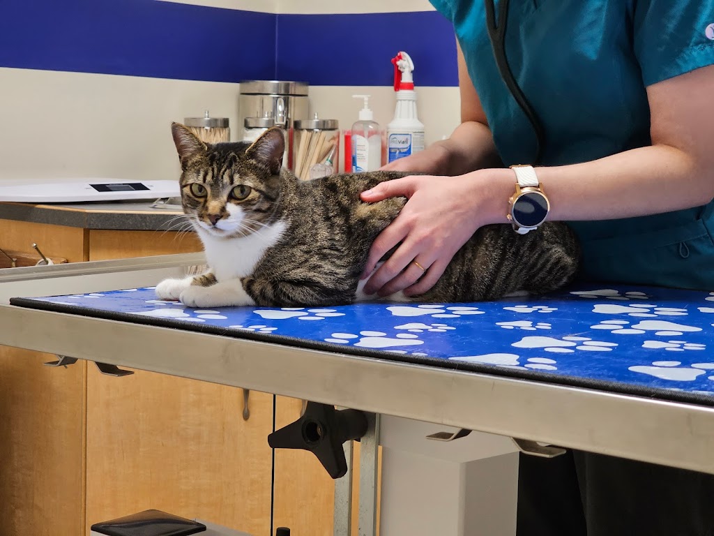 Taber Pet Clinic | 6212 54 Ave, Taber, AB T1G 1X3, Canada | Phone: (403) 223-2474
