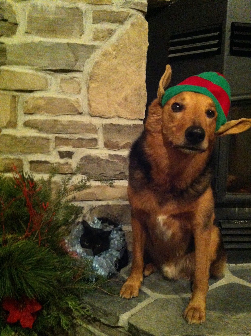 Chedoke Animal Hospital | 1288 Mohawk Rd, Ancaster, ON L9G 3K9, Canada | Phone: (905) 648-4747
