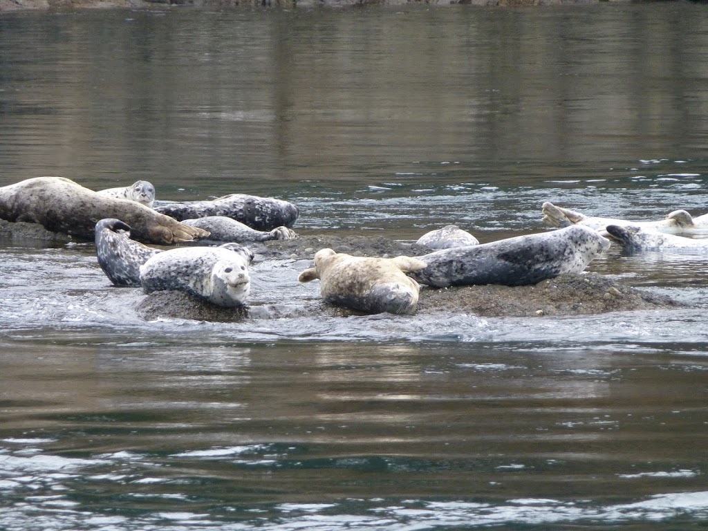 Orcas Island Eclipse Charters | 8368 Orcas Rd, Orcas, WA 98280, USA | Phone: (360) 376-6566