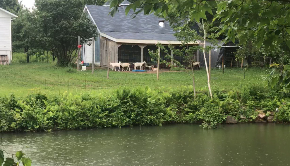 Recolte Sauvage (sur rendez-vous seulement) | 1339 Chem. de Lanaudière, Saint-Didace, QC J0K 2G0, Canada | Phone: (514) 882-3306