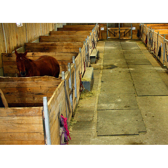 Ranch St-Hubert | 890 Chemin St Jacques, Saint-Herménégilde, QC J0B 2W0, Canada | Phone: (819) 820-5167