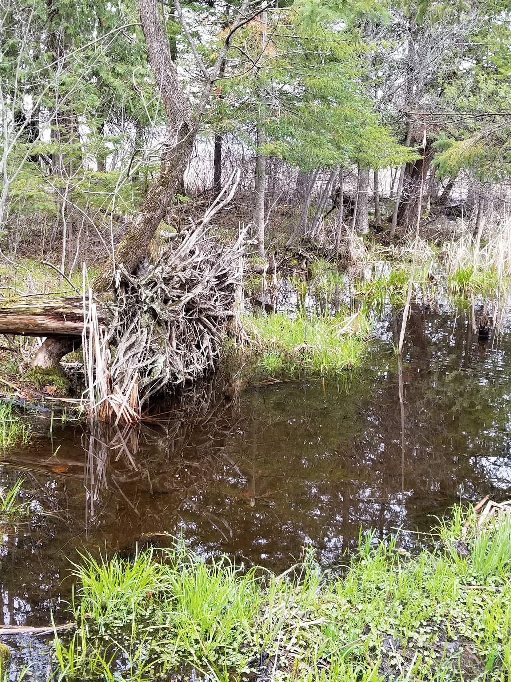 Beaver Trail | Moodie Dr, Nepean, ON K2R 1H8, Canada