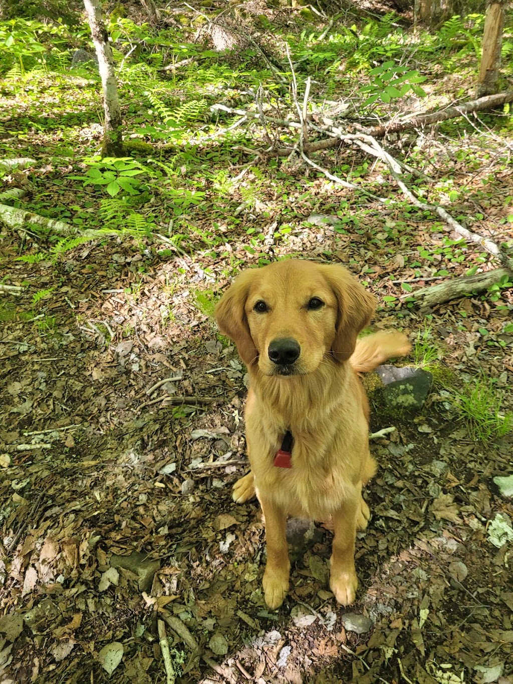 Muddy Paws Adventures, Nova Scotia | 820 McKay Rd, McKay Section, NS B0N 2A0, Canada | Phone: (902) 440-4872