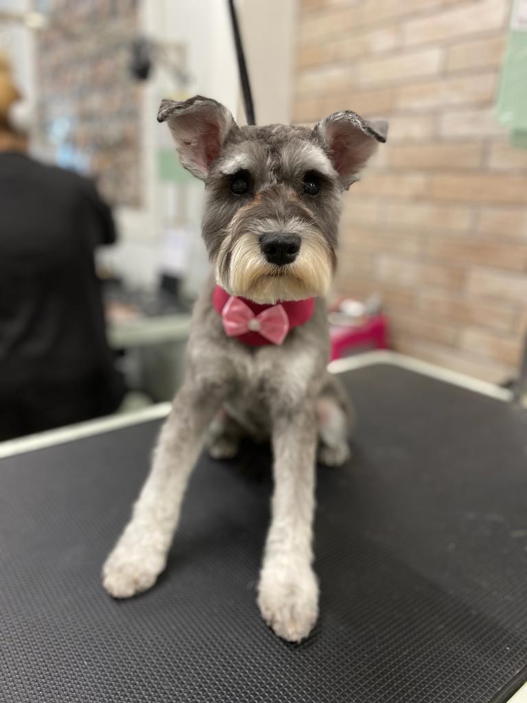 Oh My Dog Spa and Grooming | 5596 Windermere Blvd, Edmonton, AB T6W 2Z8, Canada | Phone: (780) 655-1797