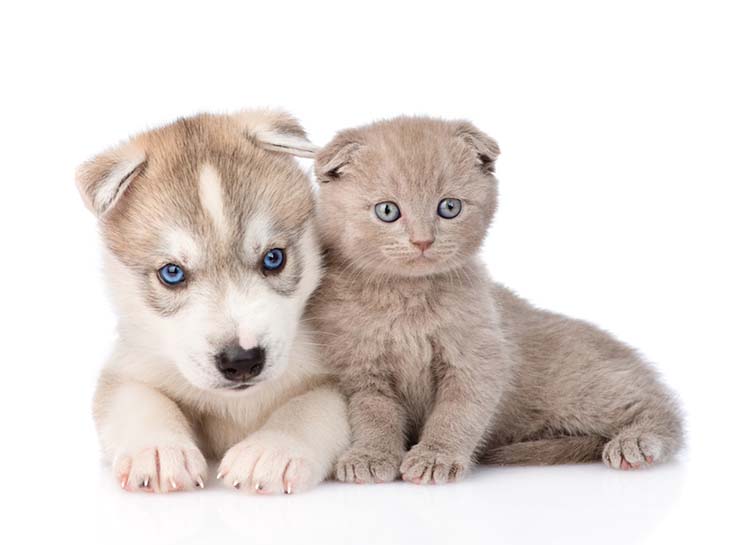 Madame J Toilettage | 35 Ch Haendel, Candiac, QC J5R 1R7, Canada | Phone: (514) 973-3019