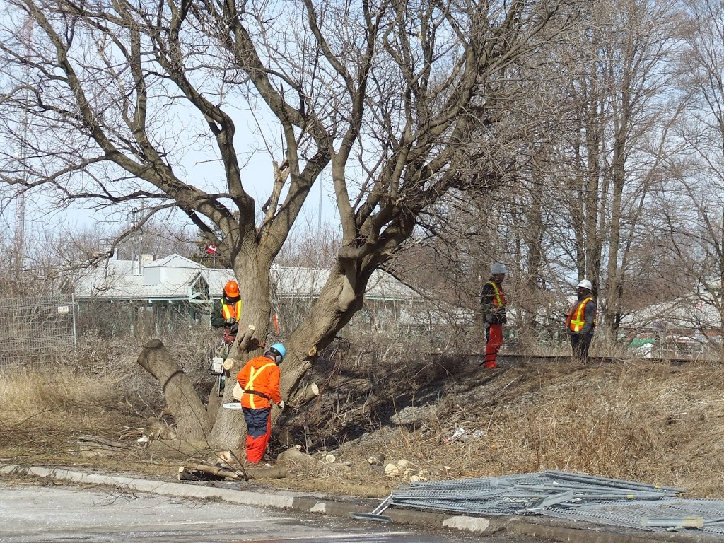 EVANS TREE WORK | 9 Hooper Square, Bowmanville, ON L1C 4X7, Canada | Phone: (905) 718-9528
