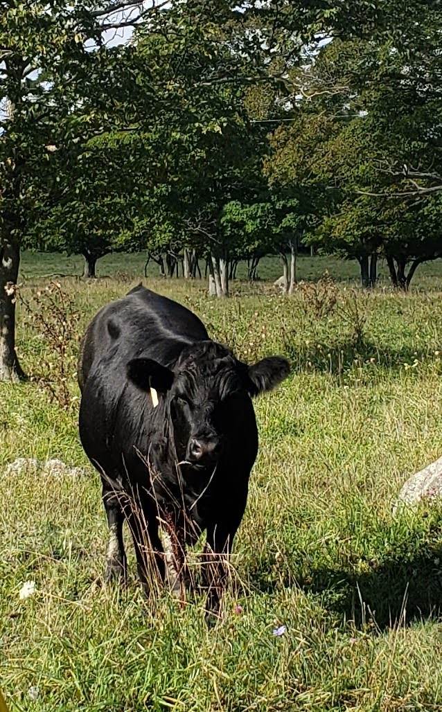 Cape Chin Micro-Farm | 314 Cape Chin North Rd, Lions Head, ON N0H 1W0, Canada | Phone: (519) 795-7200
